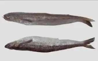 学名:短鳍红娘鱼 花仙 别名:花池鱼,花巴,花鳀,青砖,青占,花鲱,花仙