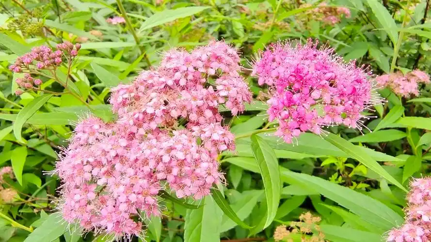 吉安随拍花花草草之粉花绣线菊