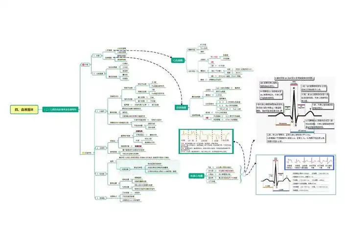 四,血液循环(二)心脏的电生理学及生理特性