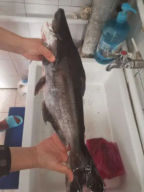 卫凌贞 的想法: #鱼  br>虎头鲨,淡水鲨鱼,学名苏氏圆腹28,鲇形目.