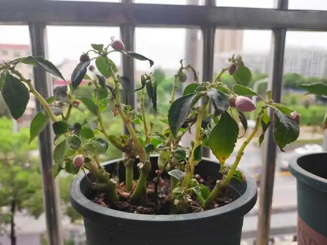 为啥非洲凤仙花快死了