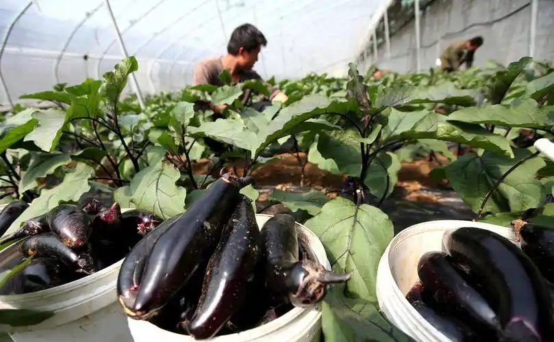 茄子- 热门商品专区