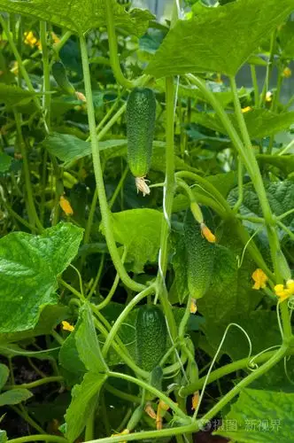 生长在温室中的黄瓜植物