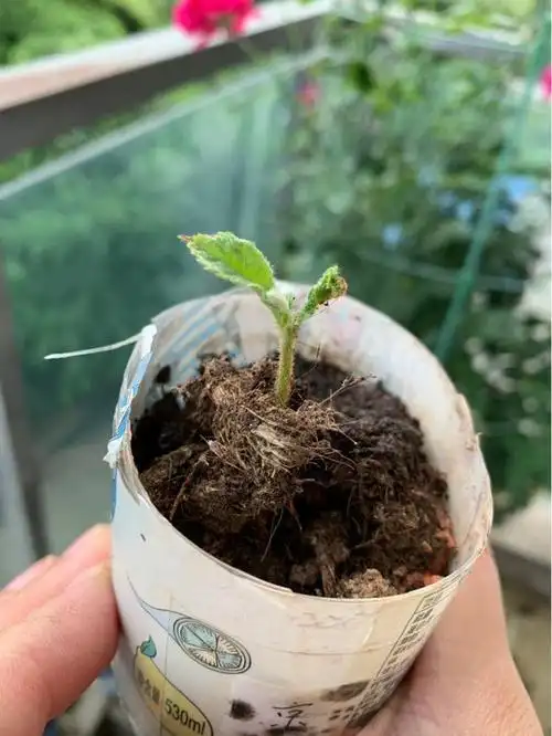 枇杷好吃又养生,里面的核埋土里,几天就发芽成苗