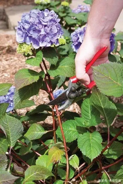 说一下绣球花的修剪,绣球花一般要在九月份之前进行修剪,这个时候修剪