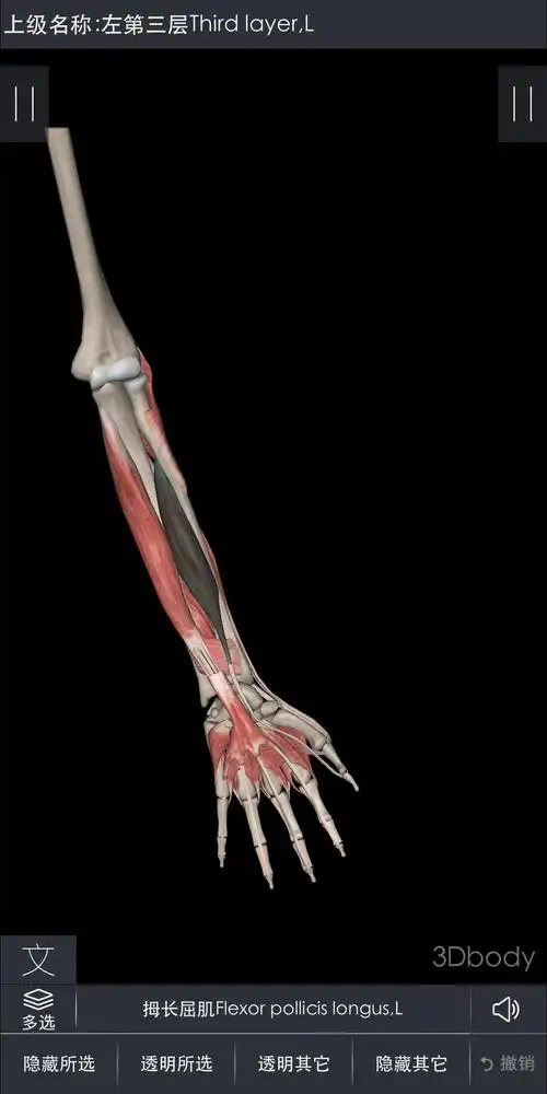 拇长屈肌:系前臂深层屈肌之一.位于桡侧.