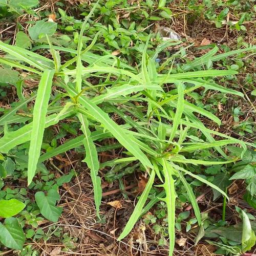 翅果菊山莴苣苦莴苣金钗翅紫翅菊阳台庭院窗台楼顶本草中药材盆栽