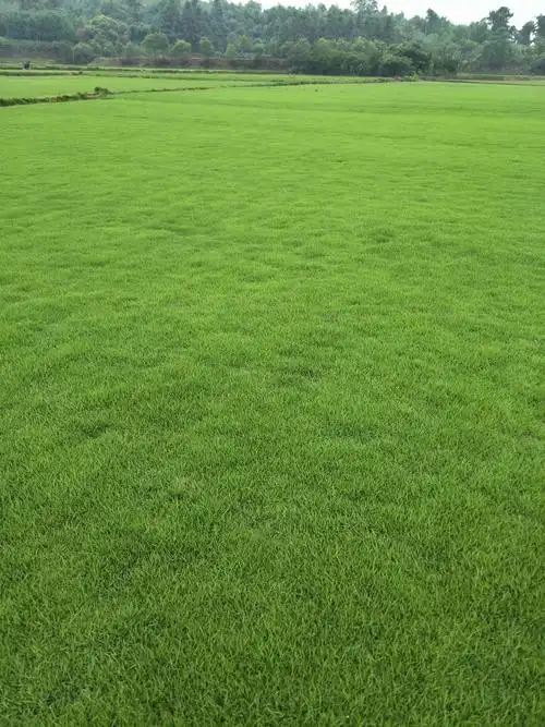 马尼拉草皮种类及图片