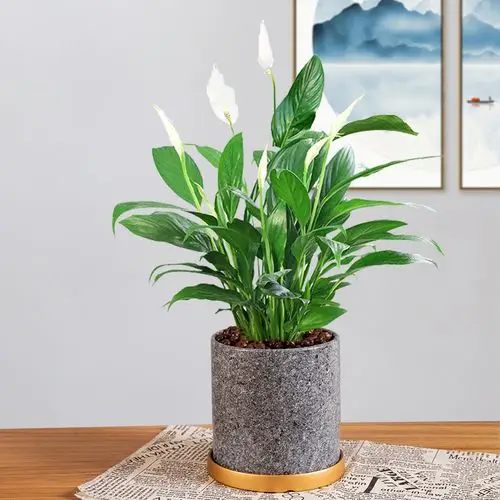 白掌盆栽一帆风顺阳台花卉卉好养易四季开花植物时令草本花卉