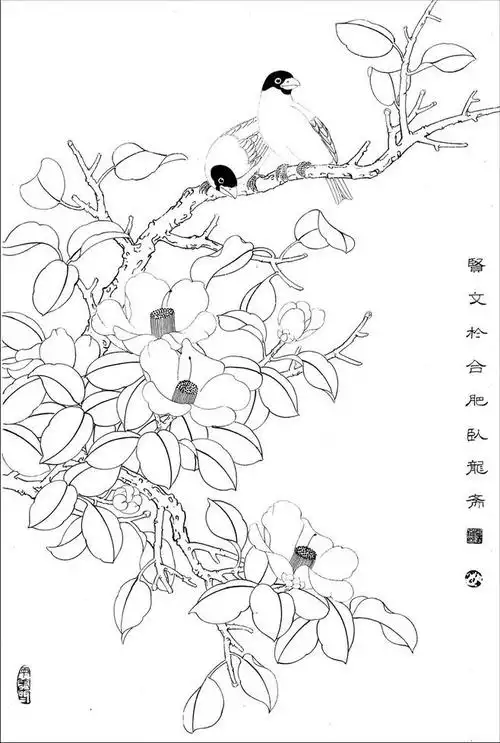 白描花鸟线稿