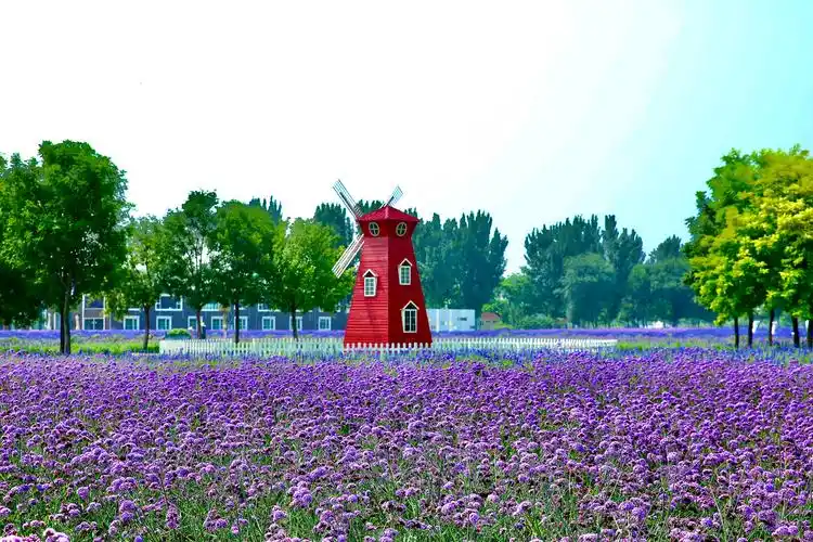 紫谷伊甸园:让每个人置身于花海