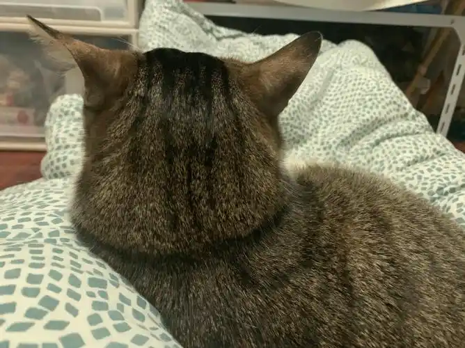 这个猫后脑勺的褶皱好像内个大叔