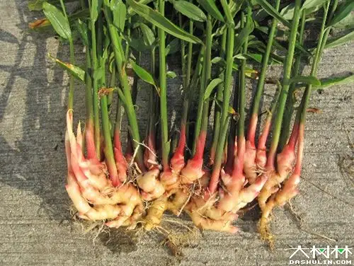生姜| 大树林植物网