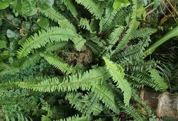 蜈蚣草的功效与作用