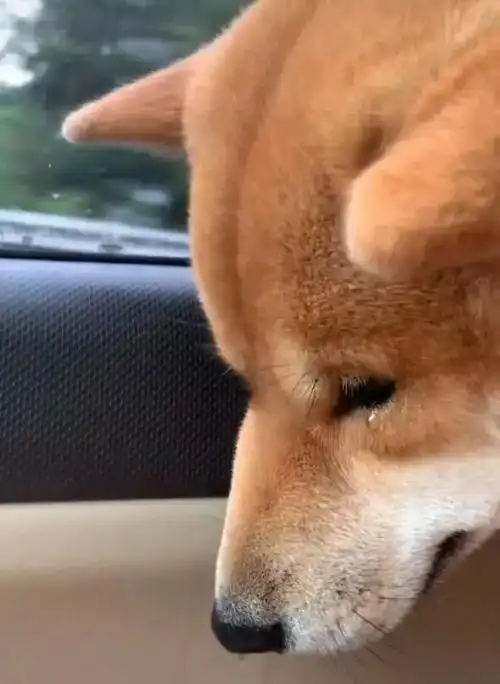 狗狗被主人卖掉后落泪,默默哭泣不出声,忍不住就看窗外_柴犬