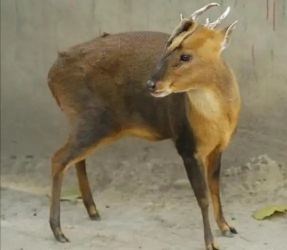 野生山麂子,小巧秀丽中透着灵动和机警,使人赏识和怜惜