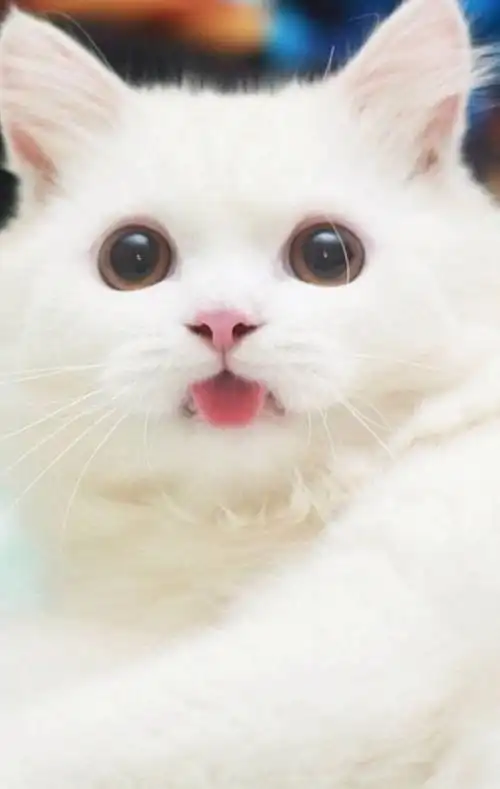 萌萌哒的猫咪吐舌头_萌宠吧_百度贴吧