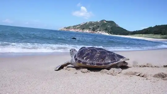 守护海龟家园景点地址:惠州市惠东县港口滨海旅游度假区海龟湾1号地图