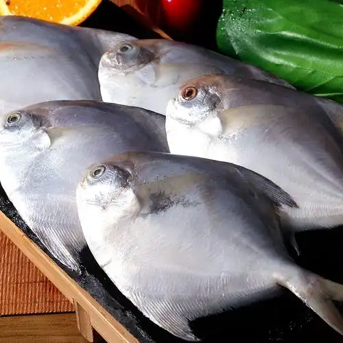 鲳鱼大新新鲜鲜活冷冻500g野生海捕白超大海鲜鲳鱼