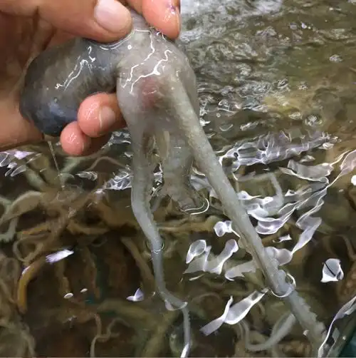 小八爪鱼 鲜活500_大连鲜活长腿八爪鱼500g 新鲜小章鱼 八爪鱼 墨鱼