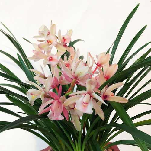 室内兰花夜来香四季兰建兰浓香型花盆盆栽花卉时令草本花卉