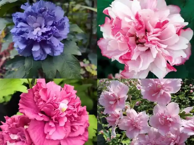 【重瓣木槿】重瓣木槿是一种多年生木本植物,耐寒可达-20℃,盛夏高温