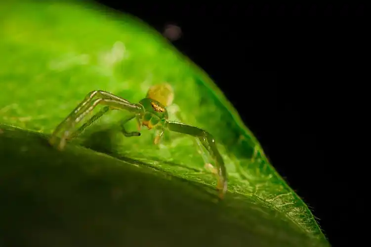 这种绿色蜘蛛北方不常见吧?