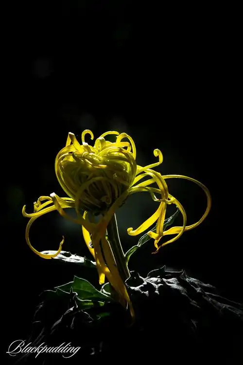 青叶不胜秋风凉,道是菊花开的好 - 黑森林布丁 - 图虫