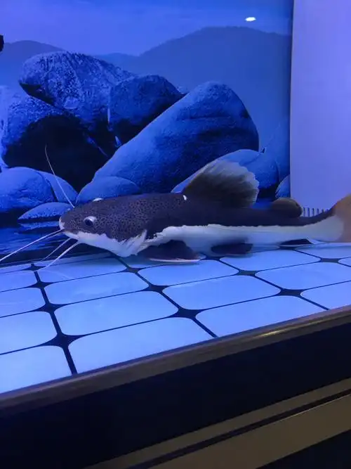 招财猫鱼一条35公分长200出手