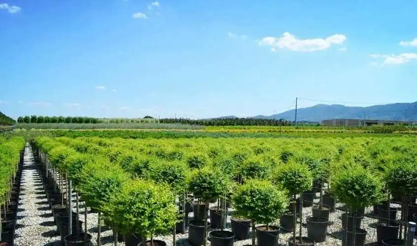 关堤乡花卉苗圃用地公开招租