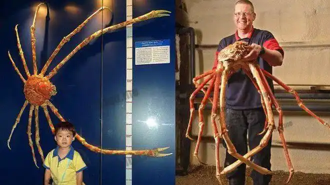 世界上最大的杀人蟹以鲨鱼为食