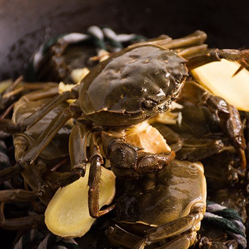 特大鲜活大闸蟹礼盒送礼10只母可全母实物活体大闸蟹