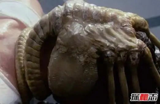 异常血腥的抱脸虫让人作呕,被抱脸虫抱过的脸图片