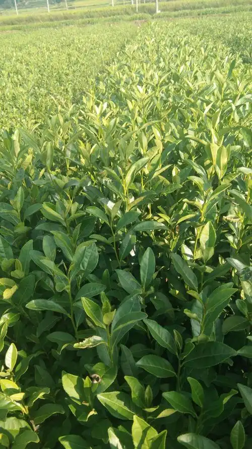 松溪县汤理清茶苗种植基地