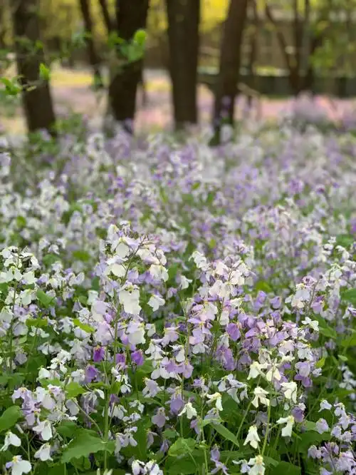奥森南园的春天好多二月兰