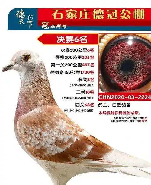 吉林长春赵洪雷的2020-07-0007696红绛鸽,后两关发力,获得9002羽79名