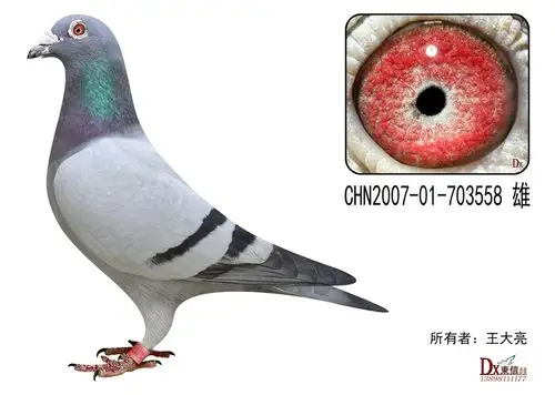 王大亮鸽舍---凡龙超级73