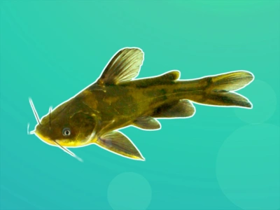 全雄黄颡鱼