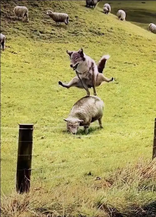 才知道跳山羊是怎么来的##笑声回收计划