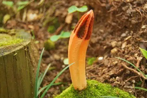 展开全部 五棱散尾鬼笔