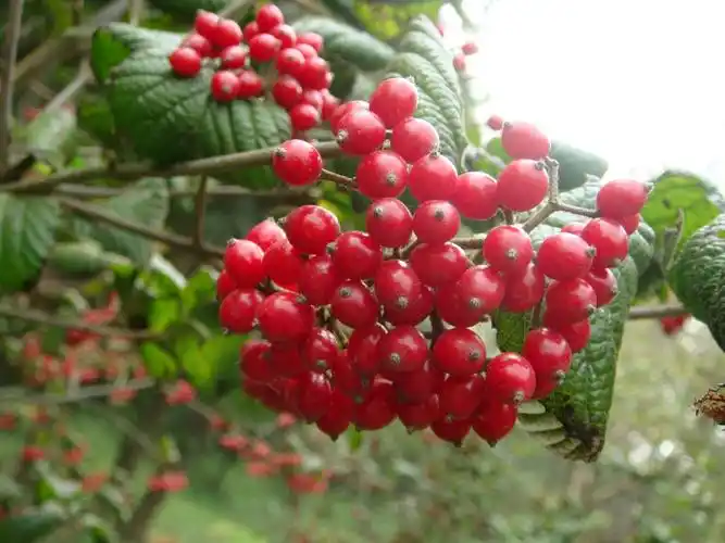 珍珠荚蒾(变种)