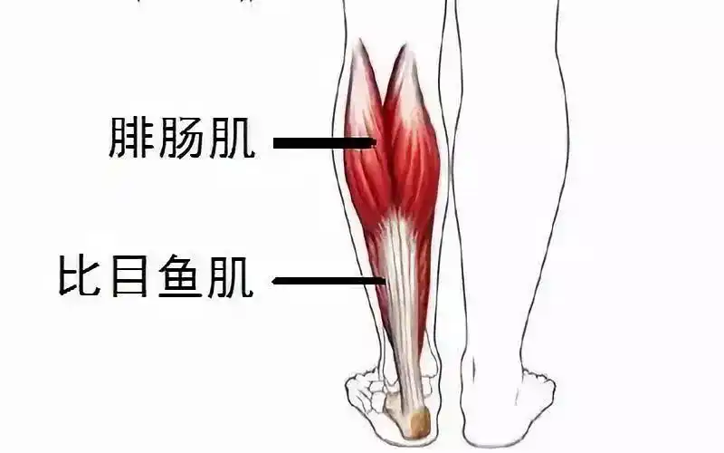 相较之下,「肌力训练」就是一种能让肌肉变得更加强大的锻练方法.