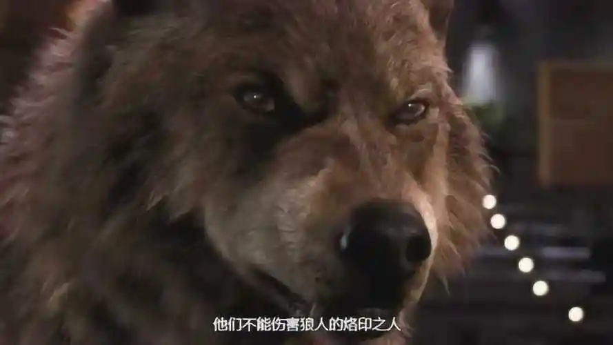 暮光之城雅各布霸气变身狼人保护贝拉的女儿他跟蕾妮烙印了