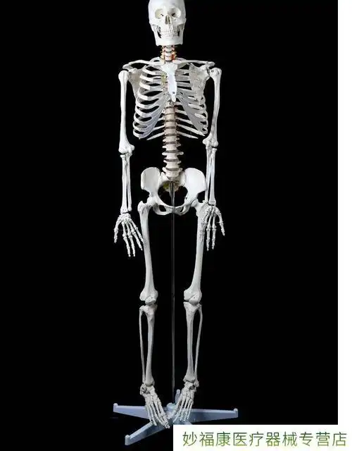 人体骨骼模型骨架全身小白骷髅人迷你仿真教学可拆卸d46170骨骼附神经