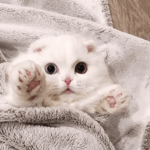 猫咪,最可爱的生物了