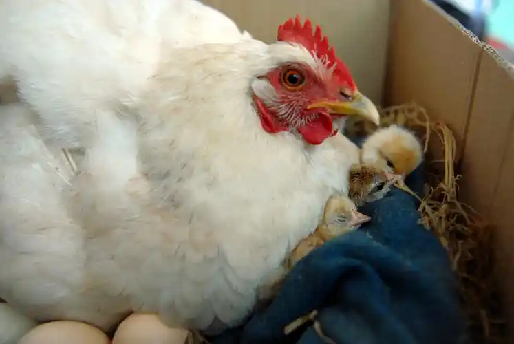 也是献给母亲节-------母爱无边---21天之孵蛋母鸡