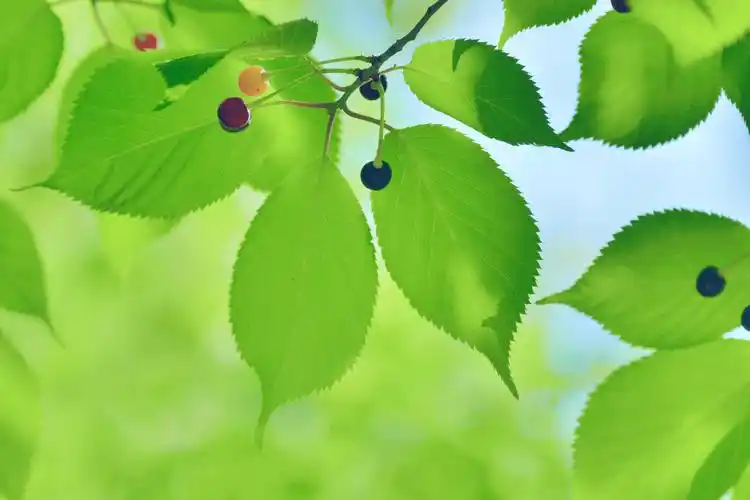 好看的山樱桃叶,原创摄影