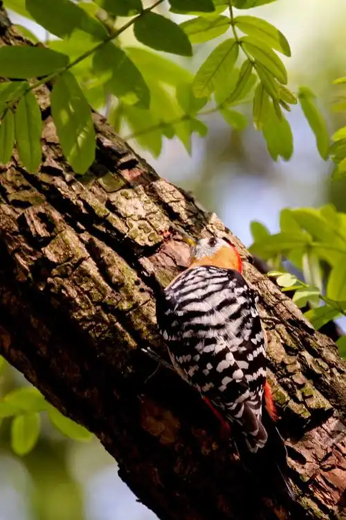大斑啄木鸟拍摄记