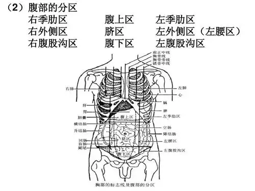 (2)腹部的分区 右季肋区 右外侧区 右腹股沟区 腹上区 脐区 腹下区 左