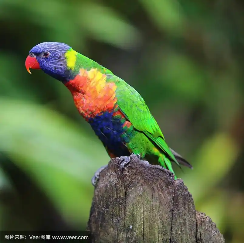 彩虹吸蜜鹦鹉